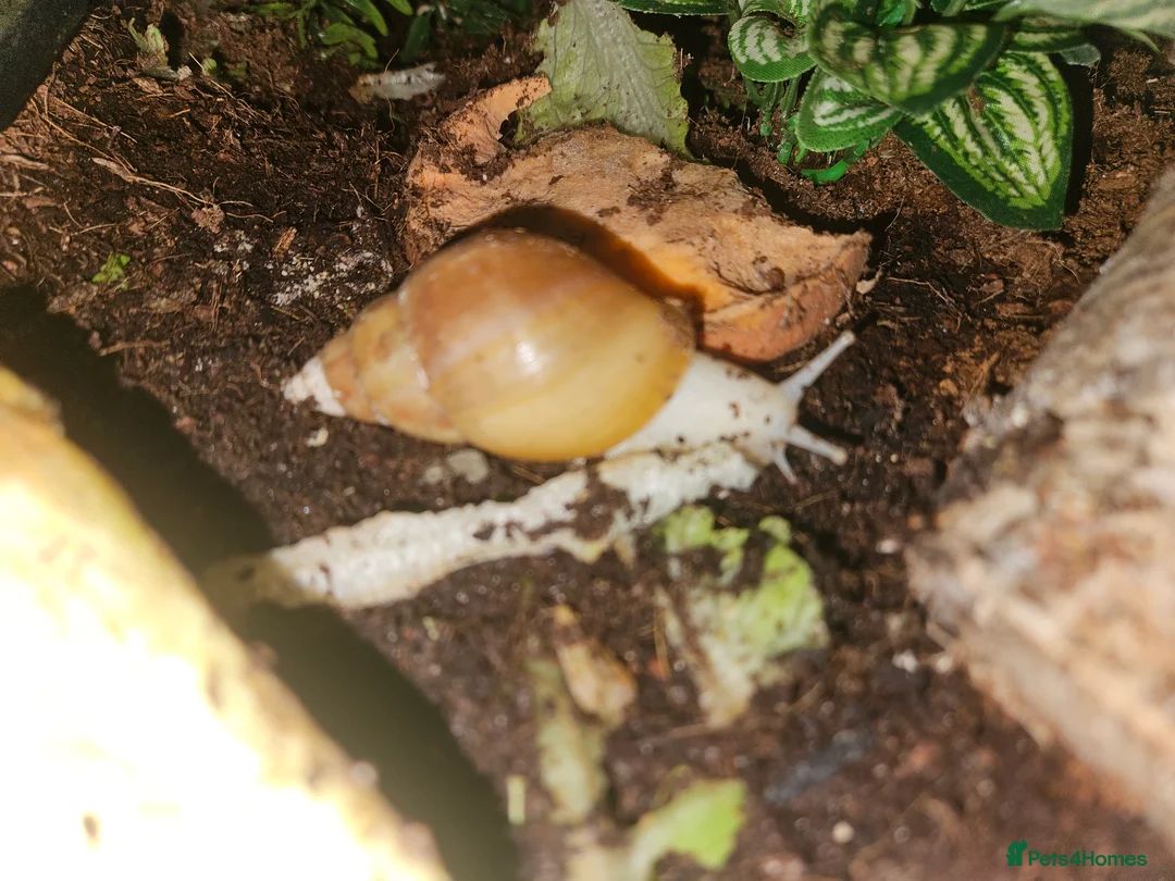 Snails invertebrates for sale: Giant african land snails - Advert 2