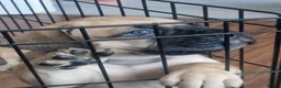 Bullmastiff dogs for sale: Bullmastiff Puppies Available - Advert 14