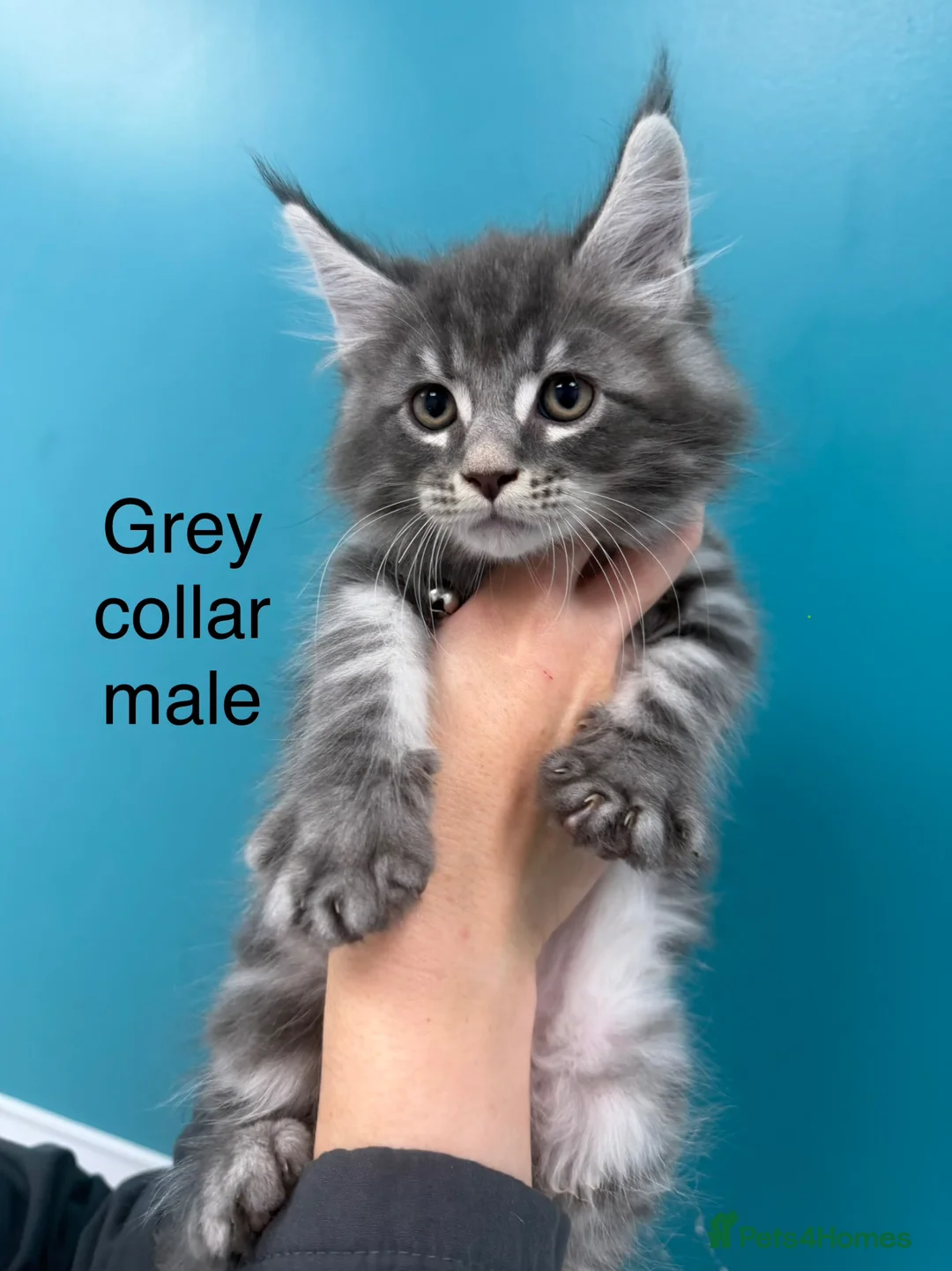 Maine Coon cats for sale: Main coon kittens blue smoke/grey silver tabby’s - Advert 1
