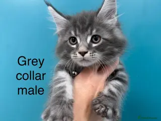 Maine Coon cats Main coon kittens blue smoke/grey silver tabby’s - Advert 5