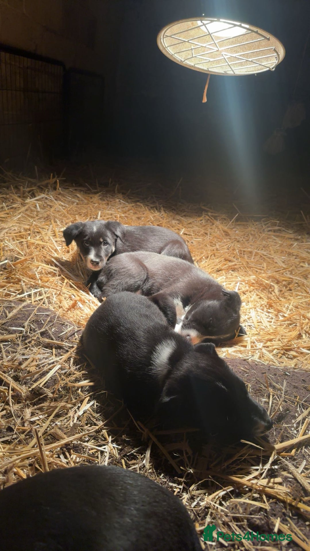 Border Collie dogs for sale: 2 border collie puppies - Advert 4