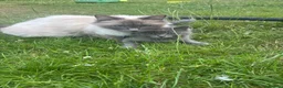 Ragdoll cats for sale: Ragdoll-cross kittens 4males and 2 females  - Advert 11