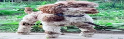 Maltipoo dogs for sale: Beautiful Maltipoo Puppies - Advert 6