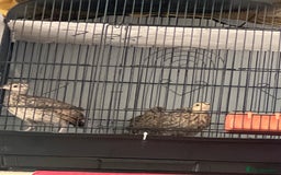 Mixed Breed birds for sale: Black francolin kala teeter  - Image 1