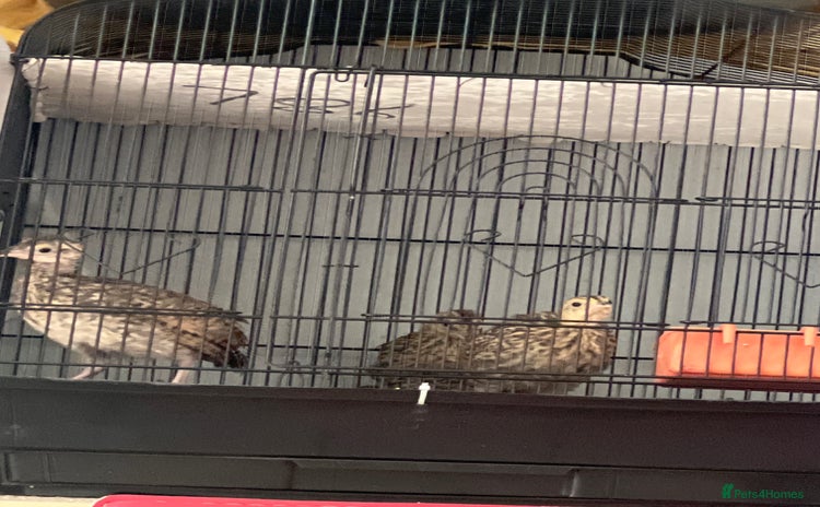 Mixed Breed birds - Advert 2