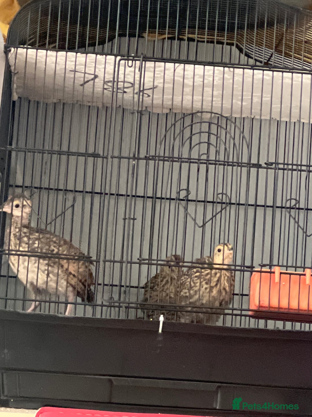 Mixed Breed birds for sale: Black francolin kala teeter  - Image 1