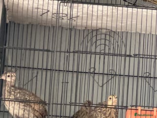 Mixed Breed birds Black francolin kala teeter - Advert 7