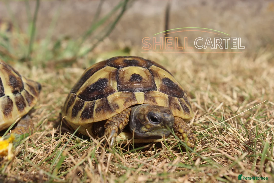 Hermann Tortoise reptiles for sale: Baby Hermanns Hatchlings & Set Ups!! - Advert 14