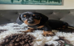 Miniature Dachshund dogs for sale: Short-haired Miniature Dachshunds  - Image 9