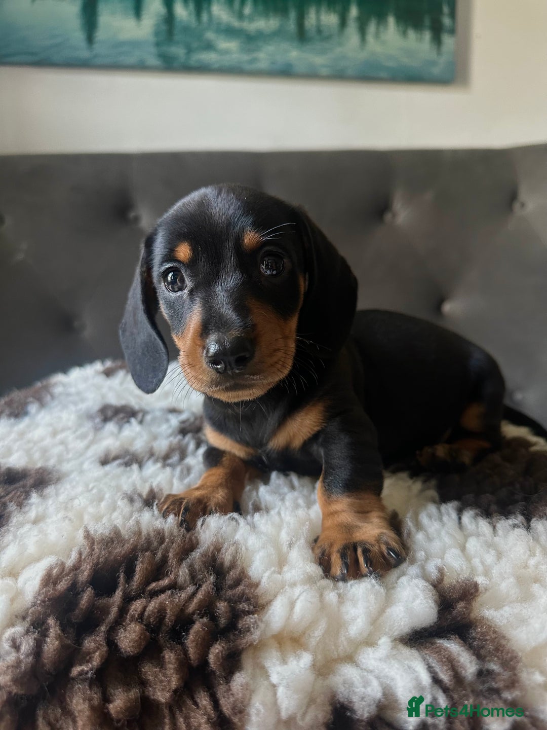 Miniature Dachshund dogs for sale: Short-haired Miniature Dachshunds  - Image 9