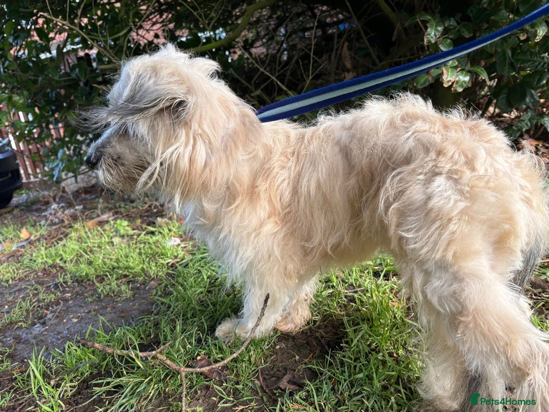 Mixed Breed dogs for adoption: Alison - Norwich Norfolk  - Advert 8