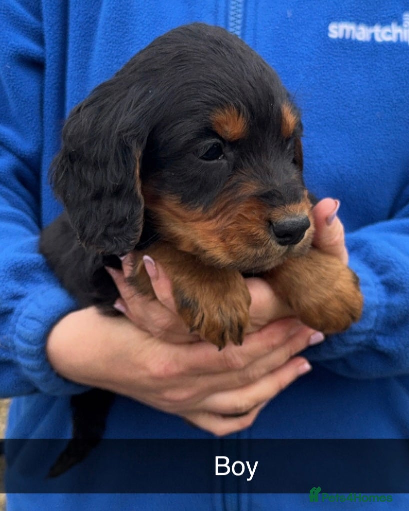 Cocker Spaniel dogs Cocker spaniel puppies  - Advert 1