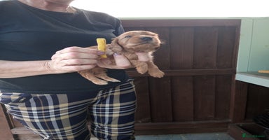Cocker Spaniel dogs - Advert 16
