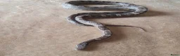 Corn Snake reptiles for sale: Male Corn Snake Free - Advert 2
