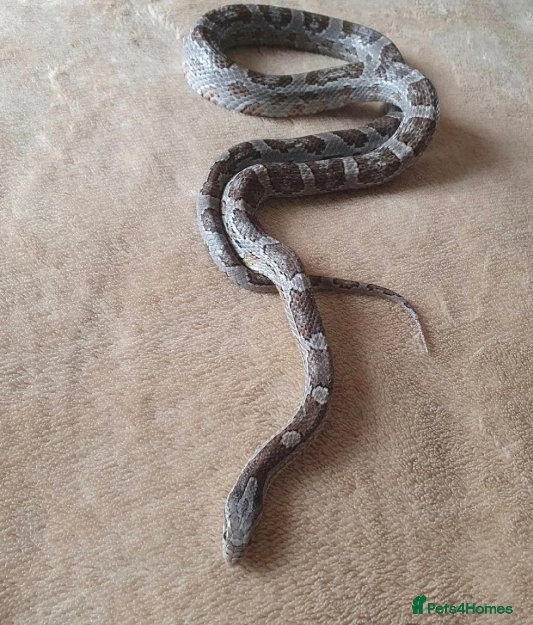 Corn Snake reptiles for sale: Male Corn Snake Free - Advert 2