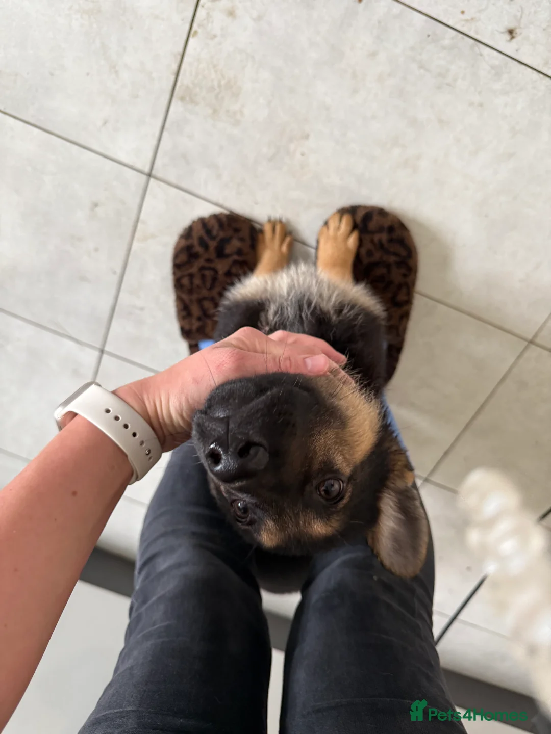 German Shepherd dogs for sale: Last Girl - Advert 2