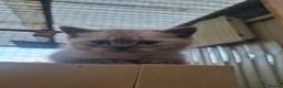British Shorthair cats for sale: British shorthair kittens - Advert 6
