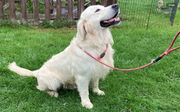 Golden Retriever dogs for sale: Kc reg stunning boys health checked parents - Image 4
