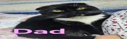 Scottish Fold cats for sale: Beautiful Double fold - Advert 13