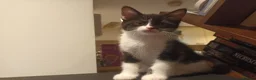 Mixed Breed cats for sale: Kittens Looking For Home  in London - Advert 2