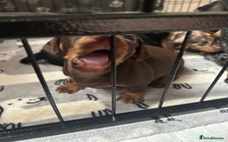 Miniature Dachshund dogs for sale: Miniature Dachshunds for sale  - Image 3
