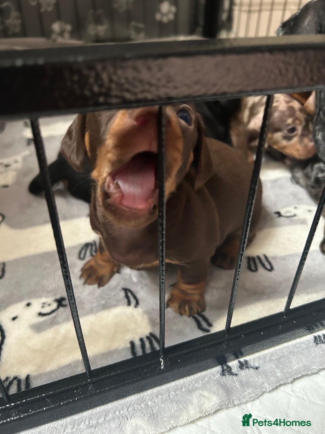 Miniature Dachshund dogs for sale: Miniature Dachshunds for sale  - Image 3