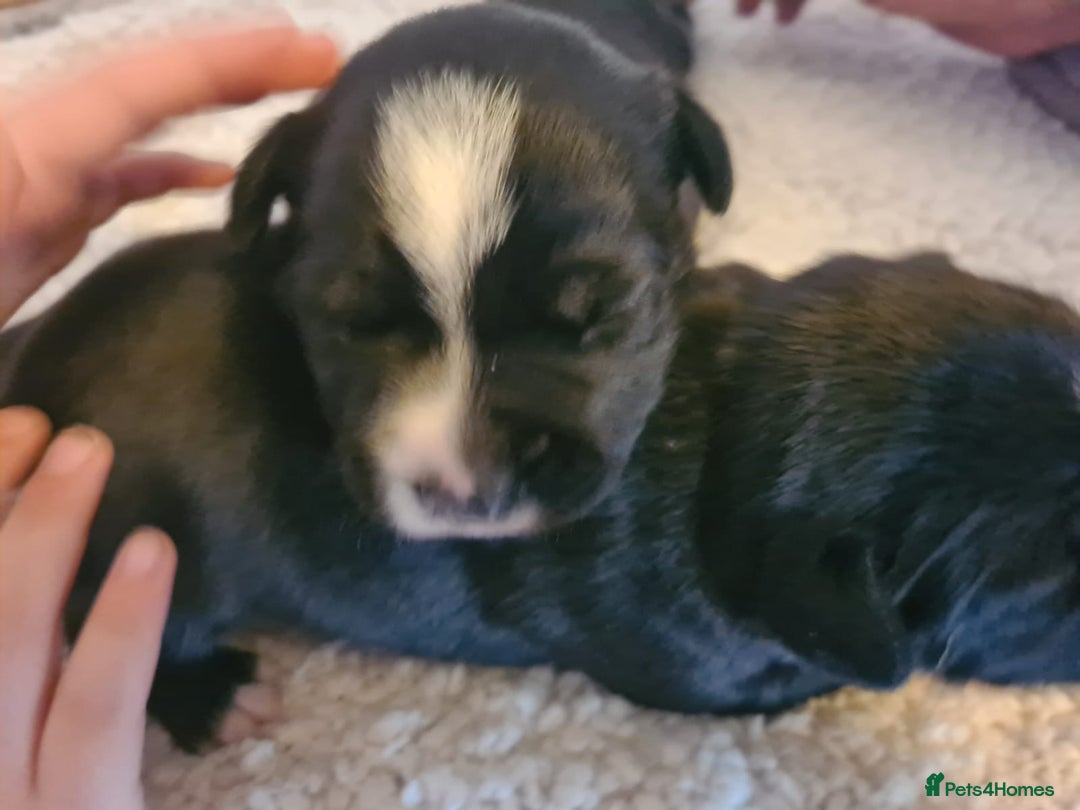 Staffordshire Bull Terrier dogs for sale: Staffy pups beautiful.. Girls avaliable  - Image 3