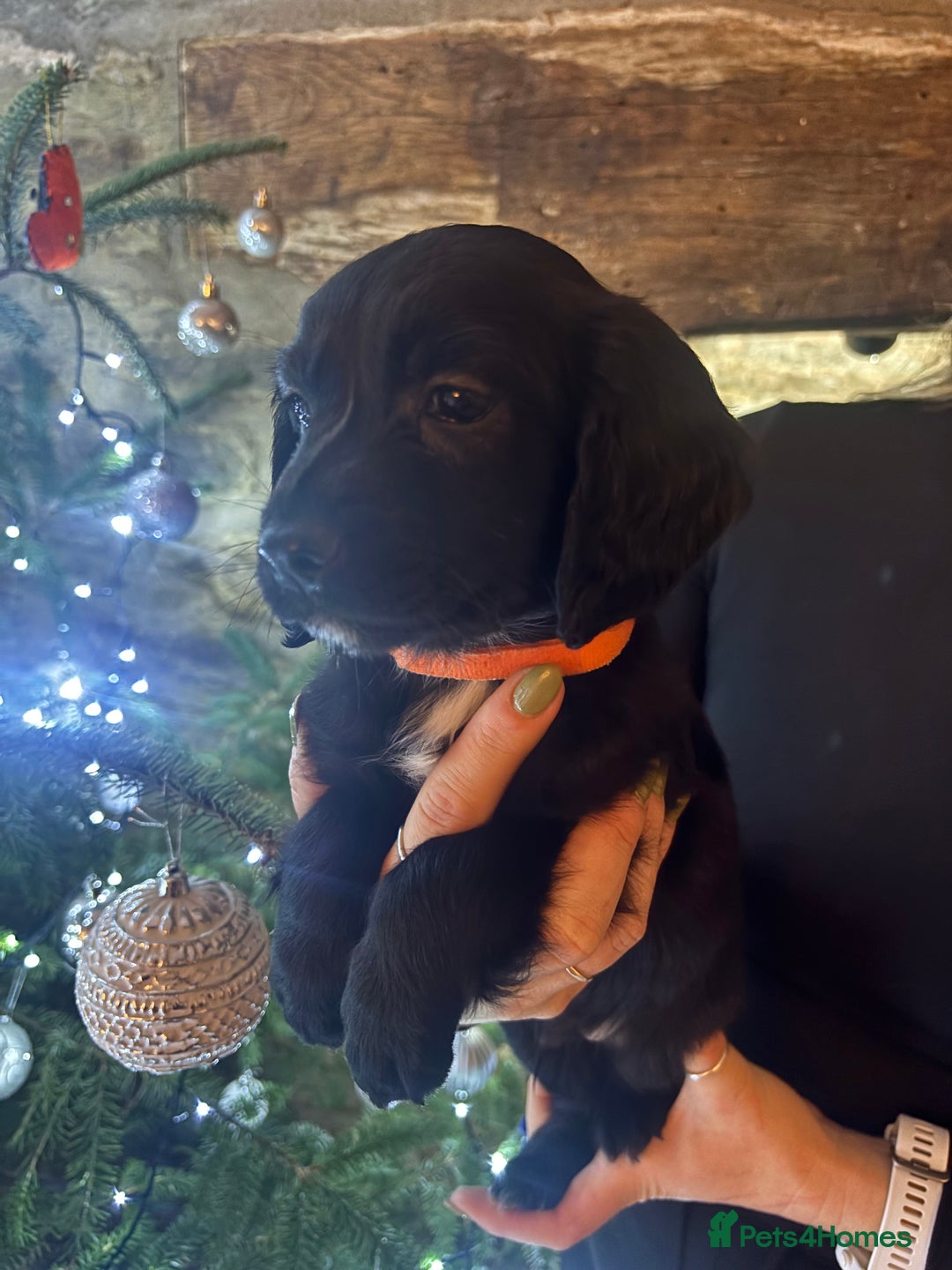 Sproodle dogs for sale: 2x cocker sproodle puppies remaining- ready 16/12 - Advert 9
