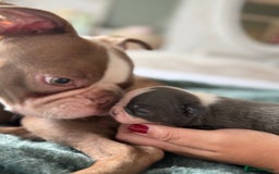Boston Terrier dogs for sale: Exceptional Blue Boston Terrier Puppies 💙🐾 - Image 10