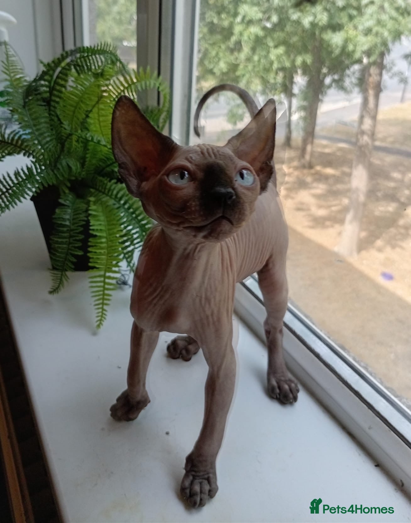 Sphynx cats Beautiful sphynx kittens.  - Advert 9
