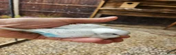 Budgerigars birds for sale: Baby budgies for sale - Advert 9