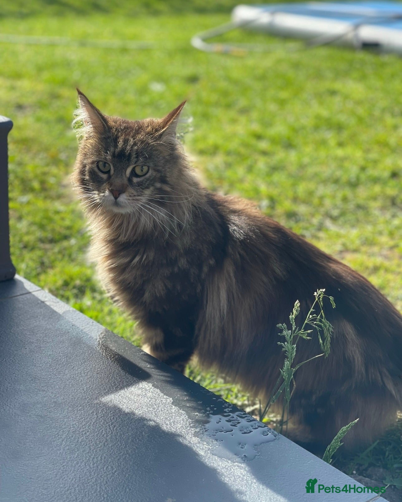 Maine Coon cats Maine Coon Brown Tabby Female - Advert 6