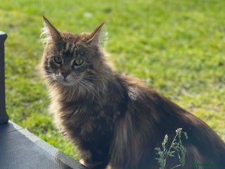 Maine Coon cats Maine Coon Brown Tabby Female - Advert 6