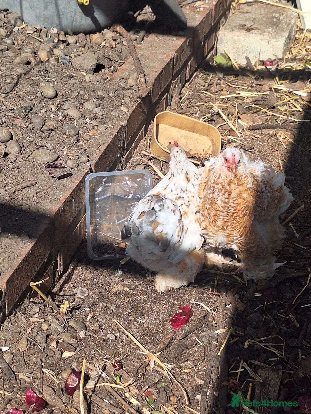 Chickens poultry for sale: Millie-fleur chickens - Advert 3