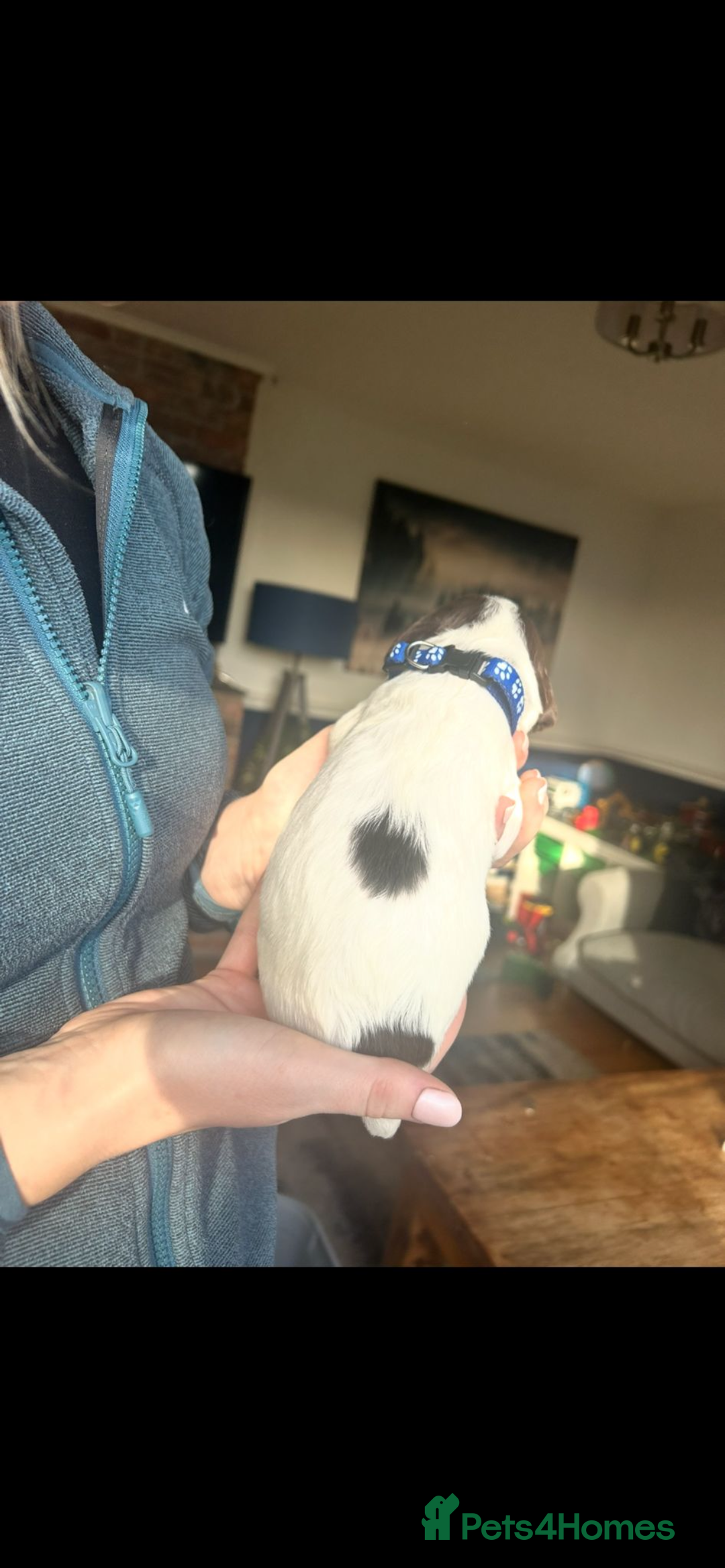 English Springer Spaniel dogs for sale: KC springer spaniel  - Advert 4