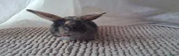 Harlequin rabbits for sale: Harley-Blue 💙 in Brighton - Advert 2