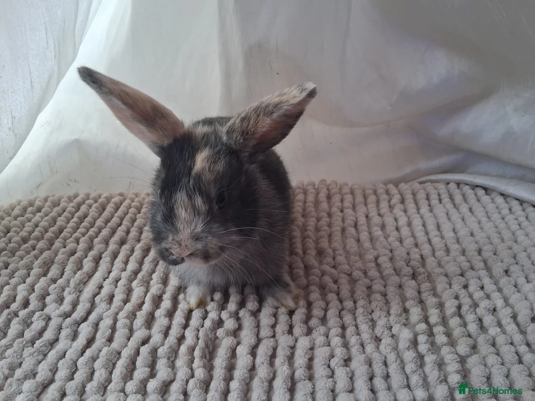 Harlequin rabbits for sale: Harley-Blue 💙 in Brighton - Advert 2
