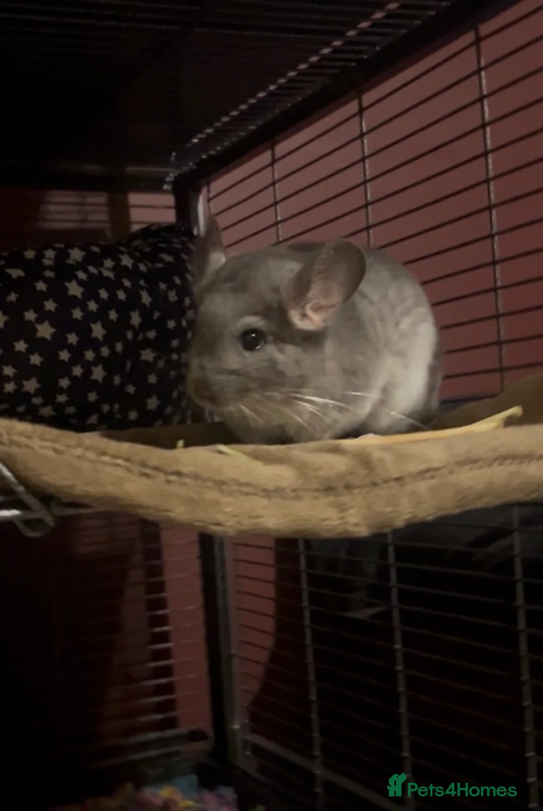 Chinchilla rodents for sale: baby chinchilla in St Albans - Advert 1