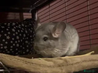 Chinchilla rodents baby chinchilla in St Albans - Advert 1