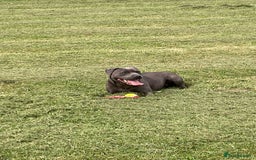 Staffordshire Bull Terrier dogs for sale: Beautiful kc blue staff pups by pharaon Bullscaff - Image 2