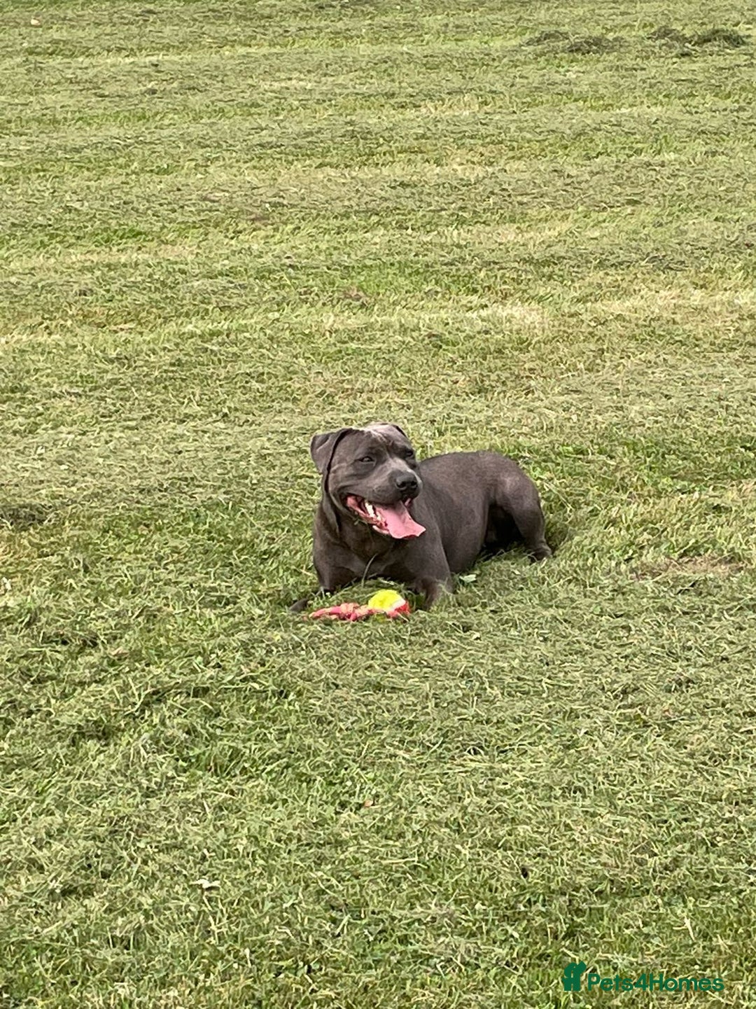 Staffordshire Bull Terrier dogs for sale: Beautiful kc blue staff pups by pharaon Bullscaff - Image 2