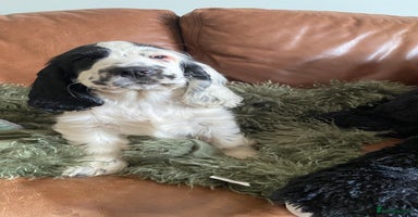 Cocker Spaniel dogs in Selby - Advert 12