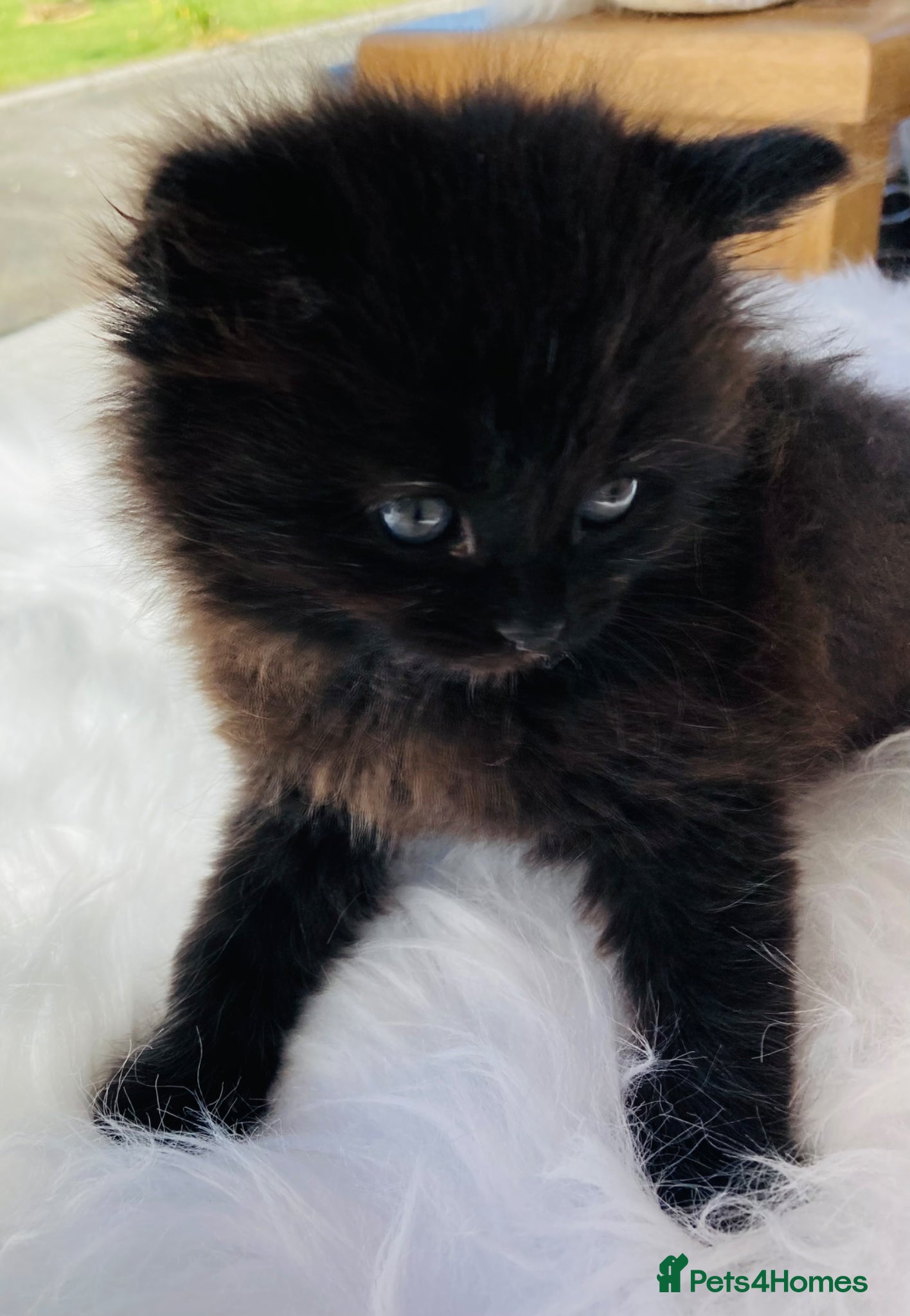 Mixed Breed cats British Long Hair mix Kitten - Advert 4