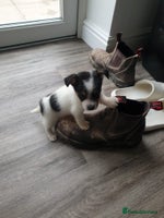 Mixed Breed dogs - Advert 5