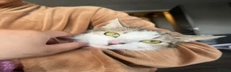 Mixed Breed cats for sale: 🐾 Gorgeous Mix Tabby & white Female 🐾 - Advert 3