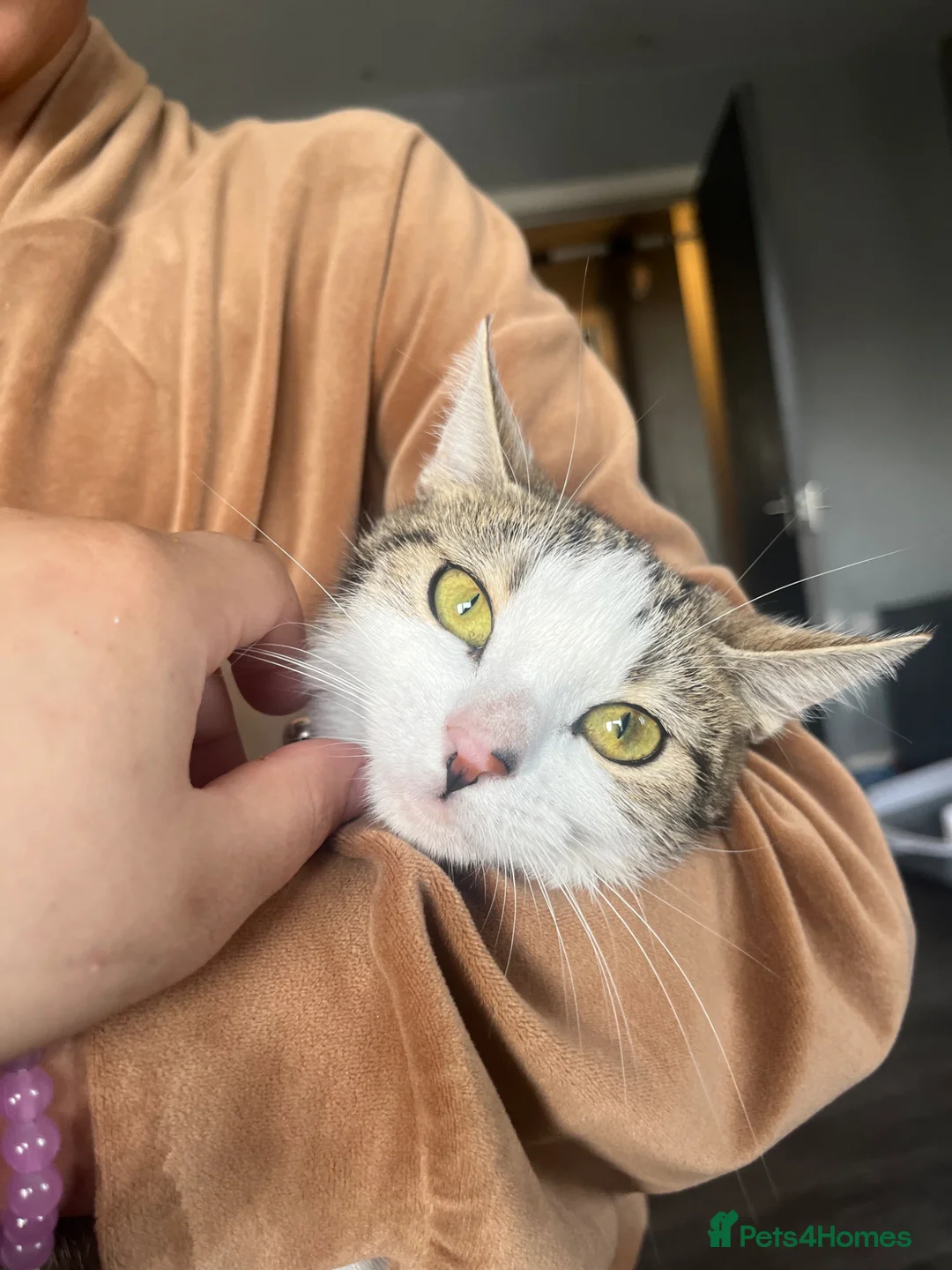 Mixed Breed cats for sale: 🐾 Gorgeous Mix Tabby & white Female 🐾 - Advert 3