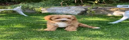 Cavapoochon dogs for sale: Gorgeous F1b Cavapoochon puppies - Advert 10