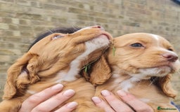 Cocker Spaniel dogs for sale: Gorgeous Cocker Pups - Image 7