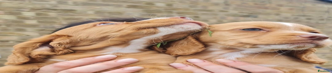 Cocker Spaniel Puppy 3
