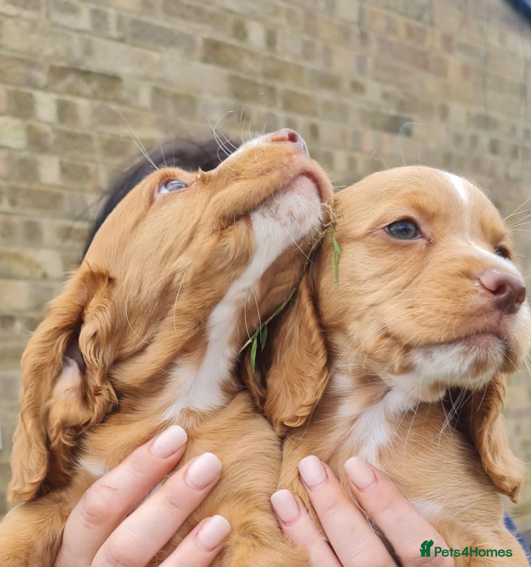 Cocker Spaniel dogs for sale: Gorgeous Cocker Pups - Image 7